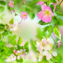 icon Gentle Flowers Live Wallpaper