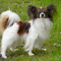 icon Papillon Dogs Jigsaw Puzzles