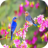 icon com.mamosoft.kuswallpaper 3.3.0