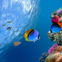 icon Ocean Fish Live Wallpaper