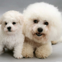 icon Bichon Frise Dogs Jigsaw para Doogee S60 Lite