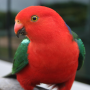 icon Talking Parrot Free LWP para iLA D1 Big eyes