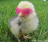 icon chickenrun 0.1