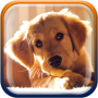 icon Cute Puppies Live Wallpaper