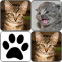 icon Cats Memory Game para Meizu MX6