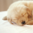 icon com.saubcy.games.puzzle.oscardme.Puppy 1.21