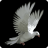 icon Flap Pigeon 1.6.1