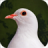 icon Destiny Dove 1.02