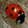 icon Ladybug - Live Wallpaper para Fly Nimbus 17