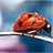 icon Ladybug Live Wallpaper 2.7