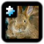 icon Rabbit