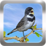 icon Canto de Coleiro para oppo F3 Plus
