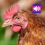 icon Chicken Sounds