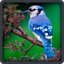 icon com.xcodelab.babylearningcard.birds.vn