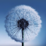 icon Dandelion Live Wallpaper para Sony Xperia XA1