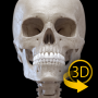 icon Skeleton | 3D Anatomy para HTC 10 evo