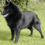 icon Schipperke Jigsaw Puzzle para Samsung Galaxy Xcover 3 Value Edition