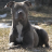 icon PitBulls Jigsaw Puzzle 1.0