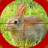 icon Rabbit Hunting 1.3