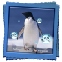icon Penguins Live Wallpaper