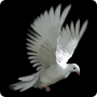 icon Flap Pigeon