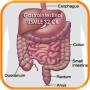 icon Gastrointestinal