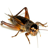 icon Crickets 5.1